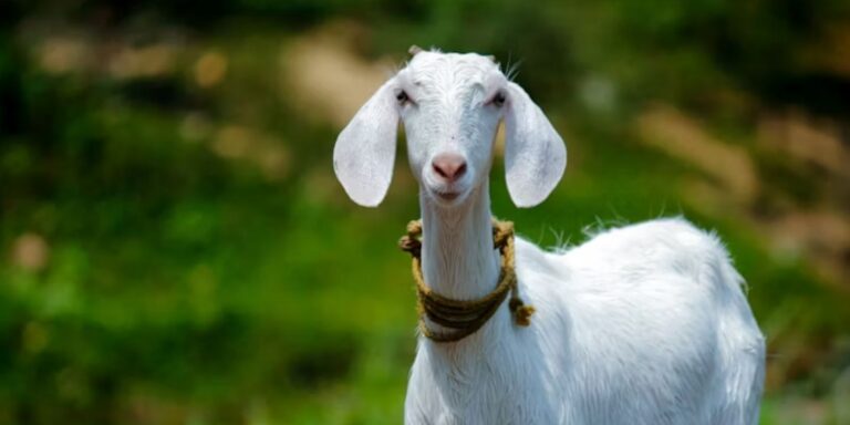 China Kloning Kambing Super Penghasil Susu